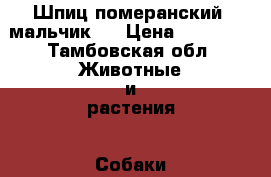 Шпиц померанский( мальчик ) › Цена ­ 10 000 - Тамбовская обл. Животные и растения » Собаки   